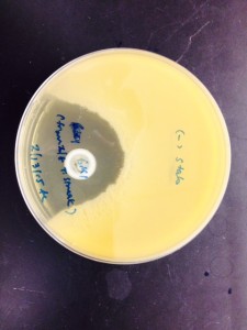Large zone of inhibition observed with LAB isolate from pickles.