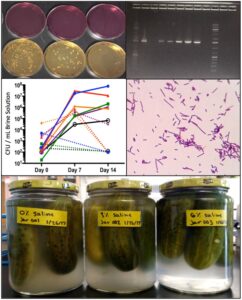 Collage picture of 3 fermentation pickle jars, graph of pH changes in pickle jars, 3 agar plates and micrograph of some Gram positive bacterial cells